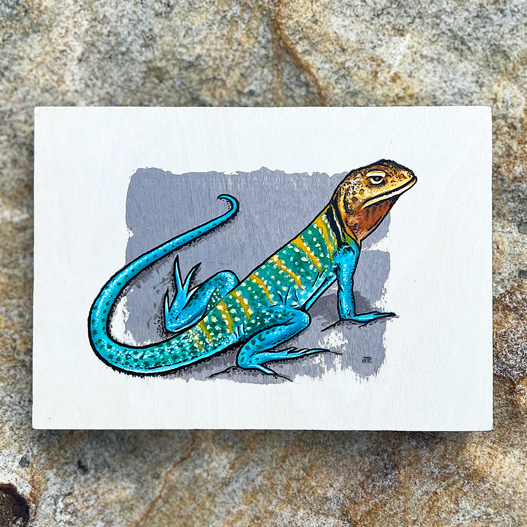 Collared Lizard