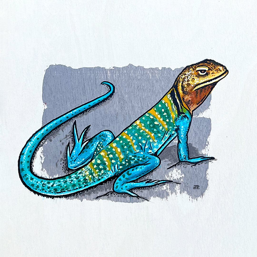 Collared Lizard